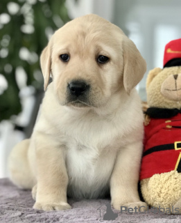 Photo №4. I will sell labrador retriever in the city of Kharkov. private announcement, from nursery, breeder - price - 1183$