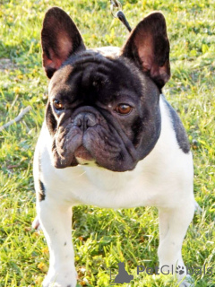 Photo №3. Open for stud one of the best French bulldogs in Europe in Czech Republic. Announcement № 147244