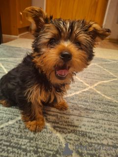 Additional photos: Yorkie puppy.