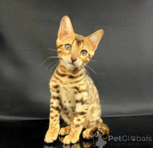 Photo №1. bengal cat - for sale in the city of Mainz-Bingen | 361$ | Announcement № 177639