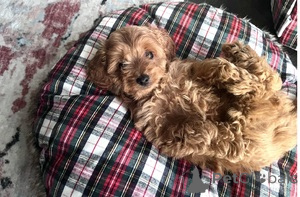 Photo №2 to announcement № 169455 for the sale of non-pedigree dogs - buy in Latvia breeder