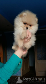 Photo №1. pomeranian - for sale in the city of Иерусалим | negotiated | Announcement № 10742