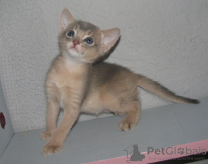 Photo №4. I will sell abyssinian cat in the city of Kobrin. from nursery - price - 500$