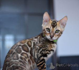 Photo №1. bengal cat - for sale in the city of Minsk | 452$ | Announcement № 166568