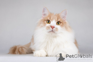 Photo №2 to announcement № 138653 for the sale of  - buy in Russian Federation private announcement