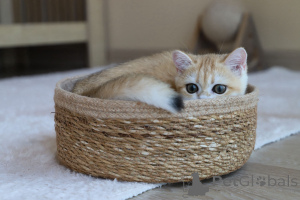 Photo №2 to announcement № 153756 for the sale of british shorthair - buy in Turkey breeder