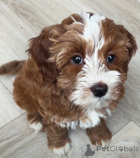 Photo №1. labradoodle - for sale in the city of Emilianów | negotiated | Announcement № 173325