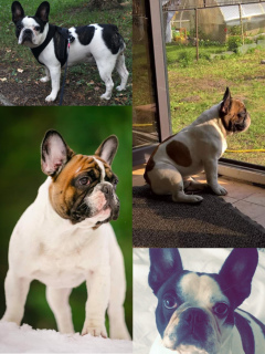 Photo №1. french bulldog - for sale in the city of Riga | 1464$ | Announcement № 6876