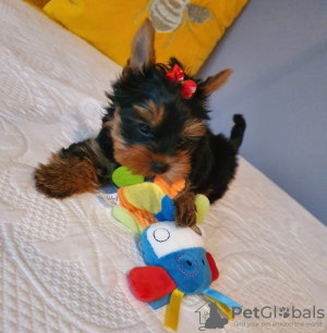 Photo №4. I will sell yorkshire terrier in the city of Bamberg. private announcement - price - 280$