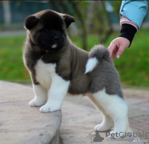 Photo №1. american akita - for sale in the city of Казахстан | negotiated | Announcement № 76774