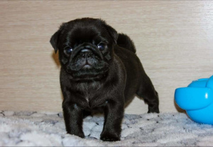 Photo №3. Pug Pug Puppies. Russian Federation