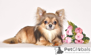Photo №3. Chihuahua male is open for mating. in Russian Federation. Announcement № 15364