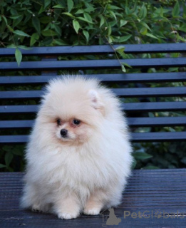 Photo №4. I will sell pomeranian in the city of Skopje.  - price - negotiated