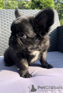 Photo №1. french bulldog - for sale in the city of Kruševac | negotiated | Announcement № 57458