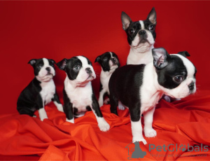 Photo №1. boston terrier - for sale in the city of Belgrade | negotiated | Announcement № 91599