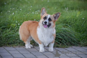 Additional photos: Welsh Corgi 3 months old (titled parents)