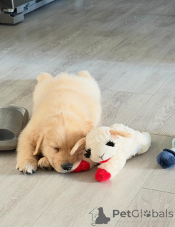 Photo №2 to announcement № 173322 for the sale of golden retriever - buy in Poland private announcement