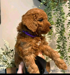 Photo №2 to announcement № 138632 for the sale of havanese dog - buy in United States breeder