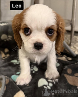 Photo №2 to announcement № 169612 for the sale of cavalier king charles spaniel - buy in Finland private announcement