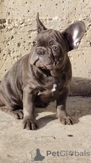 Photo №4. I will sell french bulldog in the city of Vršac. breeder - price - negotiated