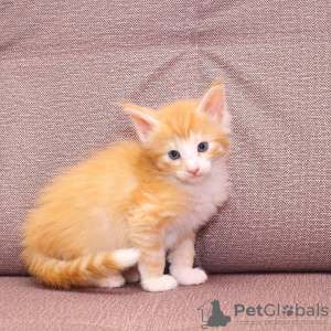 Photo №2 to announcement № 84204 for the sale of norwegian forest cat - buy in Finland private announcement