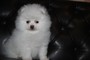 Photo №2 to announcement № 5204 for the sale of pomeranian - buy in Belarus private announcement, breeder