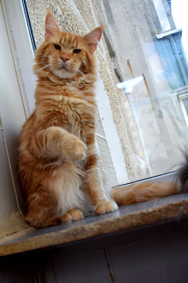 Photo №1. maine coon - for sale in the city of Ramenskoye | 0$ | Announcement № 3288