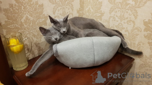 Photo №4. I will sell russian blue in the city of Баку. private announcement - price - negotiated