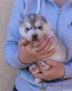 Additional photos: siberian husky puppies