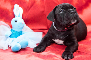 Photo №2 to announcement № 4089 for the sale of cane corso - buy in Russian Federation private announcement, breeder