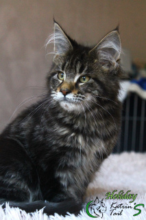 Photo №2 to announcement № 6508 for the sale of maine coon - buy in Russian Federation from nursery, breeder