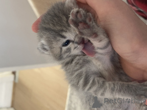 Photo №1. british shorthair - for sale in the city of Дублин | 518$ | Announcement № 139326