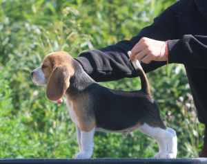 Photo №3. The beagle Charming boy. Belarus