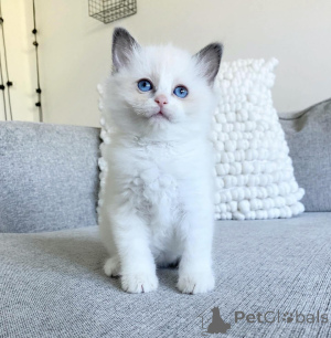Photo №2 to announcement № 176612 for the sale of ragdoll - buy in Australia private announcement
