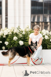 Photo №3. Chris Dog with a huge heart and a quiet hope.. Russian Federation