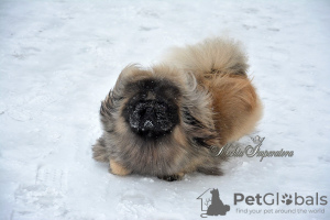 Photo №2 to announcement № 9321 for the sale of pekingese - buy in Russian Federation from nursery, breeder