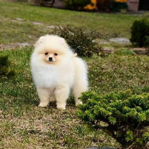 Photo №1. pomeranian - for sale in the city of Voronezh | 649$ | Announcement № 1917