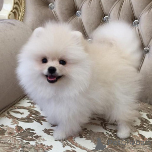 Photo №2 to announcement № 121872 for the sale of pomeranian - buy in United States private announcement