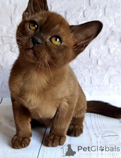 Photo №1. burmese cat - for sale in the city of Achenkircch | 361$ | Announcement № 171158