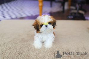 Photo №4. I will sell shih tzu in the city of Huntington Beach. breeder - price - negotiated