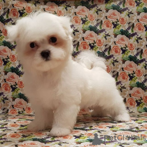 Photo №1. maltese dog - for sale in the city of Terre Haute | negotiated | Announcement № 108747