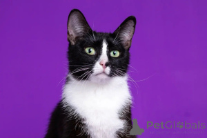 Photo №3. Two beautiful girls in search of a cat's house in the square button and trish. Russian Federation