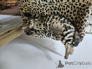 Photo №2 to announcement № 135437 for the sale of bengal cat - buy in Croatia breeder