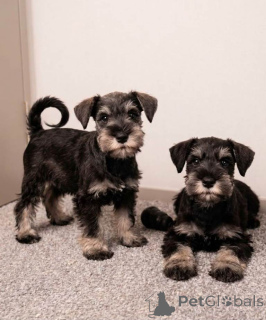 Photo №1. schnauzer - for sale in the city of Graz | negotiated | Announcement № 177023