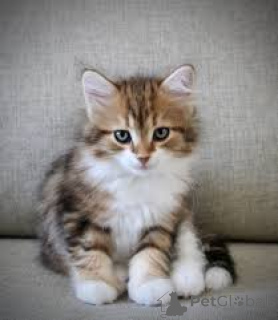 Photo №2 to announcement № 164324 for the sale of siberian cat - buy in Finland private announcement, breeder