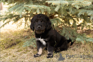 Additional photos: Puppies Khotosho (Buryat dog)