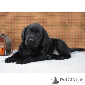 Photo №3. Labrador Retriever Female 9 weeks old Ready to go home. United Kingdom