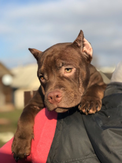 Additional photos: American Bully Puppies