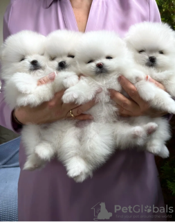 Photo №1. pomeranian - for sale in the city of Bucharest | 6340$ | Announcement № 117678