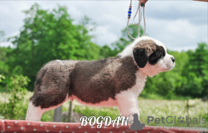 Photo №1. st. bernard - for sale in the city of Minsk | negotiated | Announcement № 7210